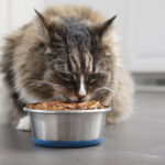cat eating